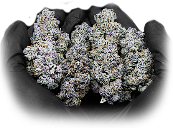 nugs-in-hand-shot-v2